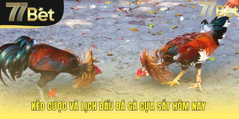 Bảng kèo và lịch đấu đá gà cựa sắt được cập nhật liên tục